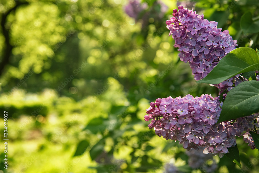 Background for greeting card with syringa flowers Background for greeting card with syringa flowers