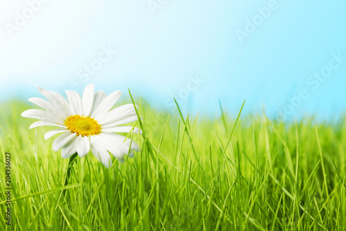 Fototapeta Naklejka Na Ścianę i Meble -  One daisy on green feild