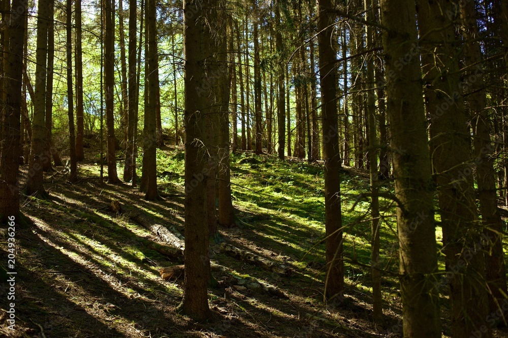 Waldstimung mit Licht und Sschatten Waldstimung mit Licht und Sschatten