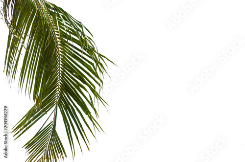 palm tree