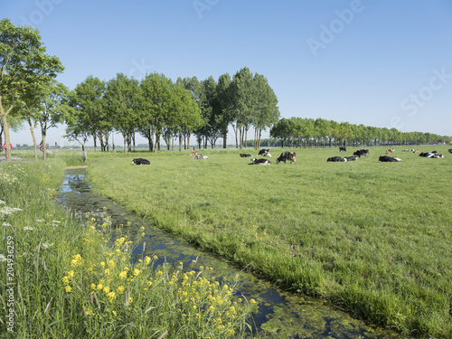 black and white cows in green grassy dutch summer meadow with flowers and blue sky in the netherlands near vianen between utrecht and Leerdam photo