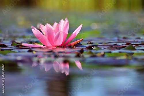 Beautiful flowering pink water lily - lotus in a garden in a pond. Reflections on water surface.