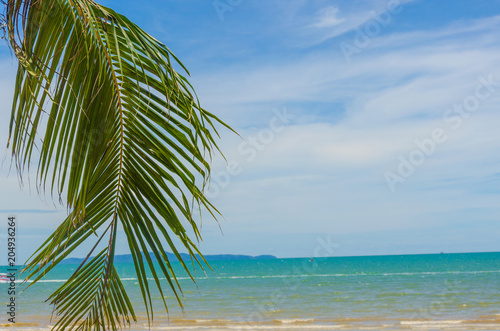 palm tree and sea © khunkornStudio