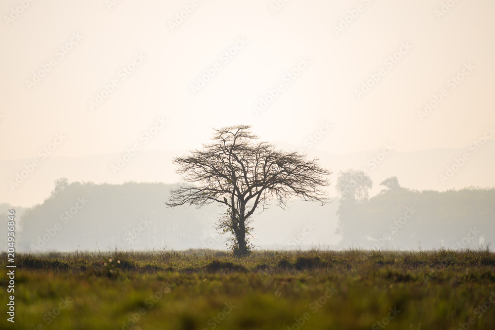Lonely tree with bird on meadow in the morning