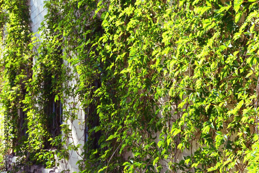 Greenery on the background of the old wall