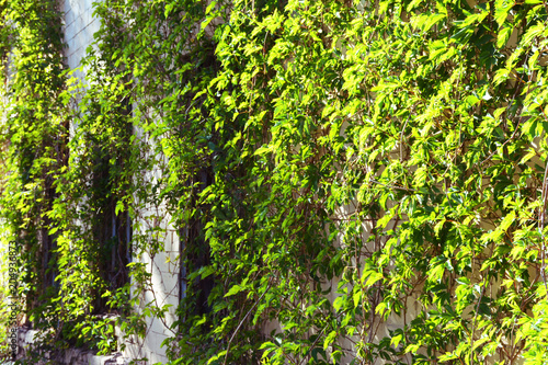 Fototapeta Naklejka Na Ścianę i Meble -  Greenery on the background of the old wall