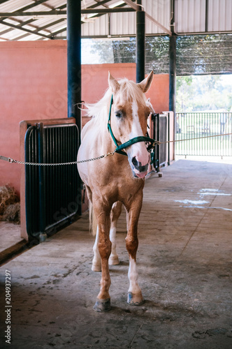 Brawn horse standing in barn with dry grass © PixHound