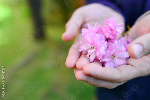 Beautiful pink cherry blossoms blooming in man's hands blurry green garden background. Pink flowers in guy hands daytime lighting