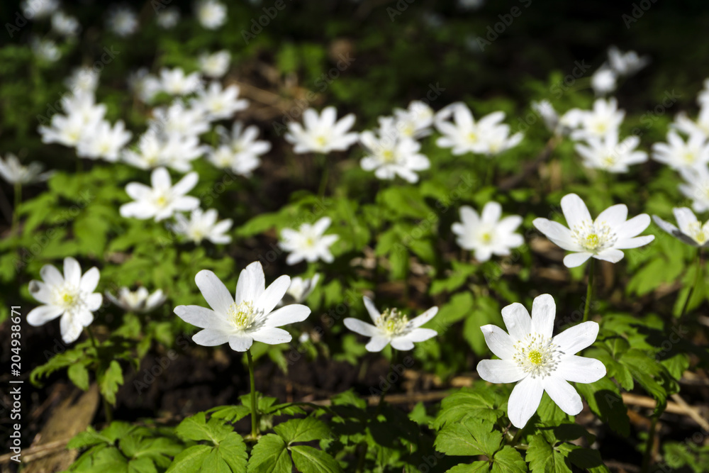 white flowers of forest snowdrops Anemone uralensis closeup on a blurred dark background from ground level white flowers of forest snowdrops Anemone uralensis closeup on a blurred dark background from ground level