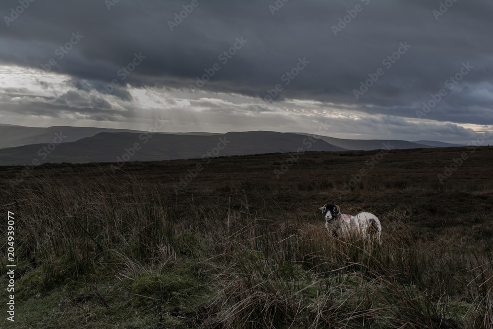 A solitary sheep on bleak moorland
