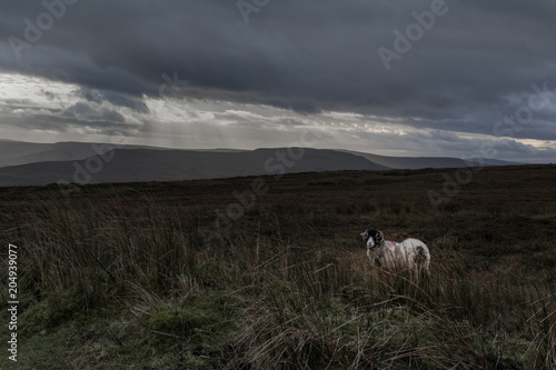 Fototapeta Naklejka Na Ścianę i Meble -  A solitary sheep on bleak moorland