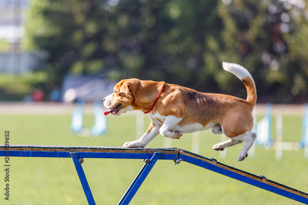 Beagle sales agility course