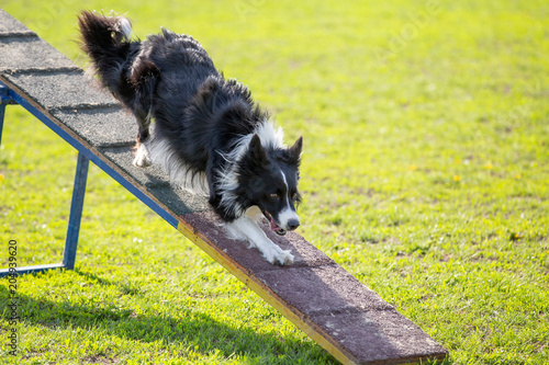 Dog in agility competition. Border collie walking down on board
