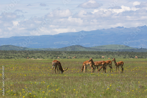 Impala grazing among wildflowers