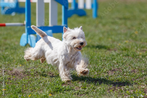 Dog running towards hurdle on its course in agility competition photo