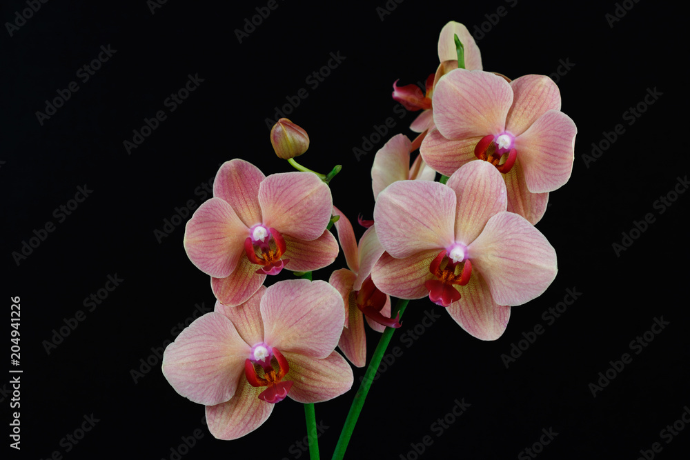 Obraz premium Multicolor orchid flowers