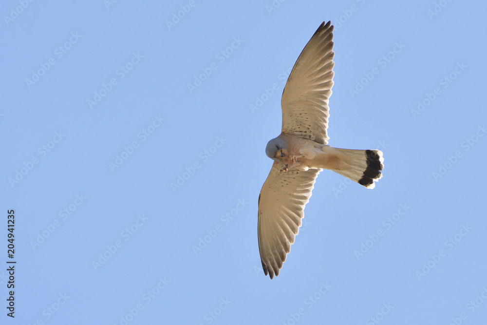 Obraz premium Lesser kestrel (Falco naumanni), Crete