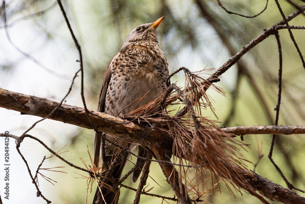 Obraz premium Fieldfare on a branch of a pine