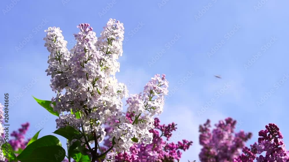 bush of a blossoming lilac swinging in the wind. Slow motion bush of a blossoming lilac swinging in the wind. Slow motion
