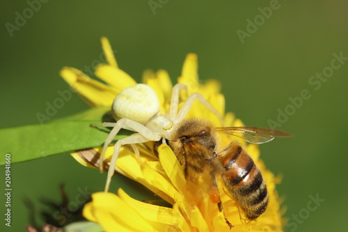 Spider with its prey, a bee