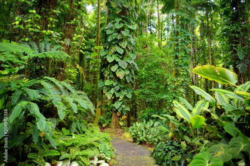 Lush tropical vegetation of the islands of Hawaii