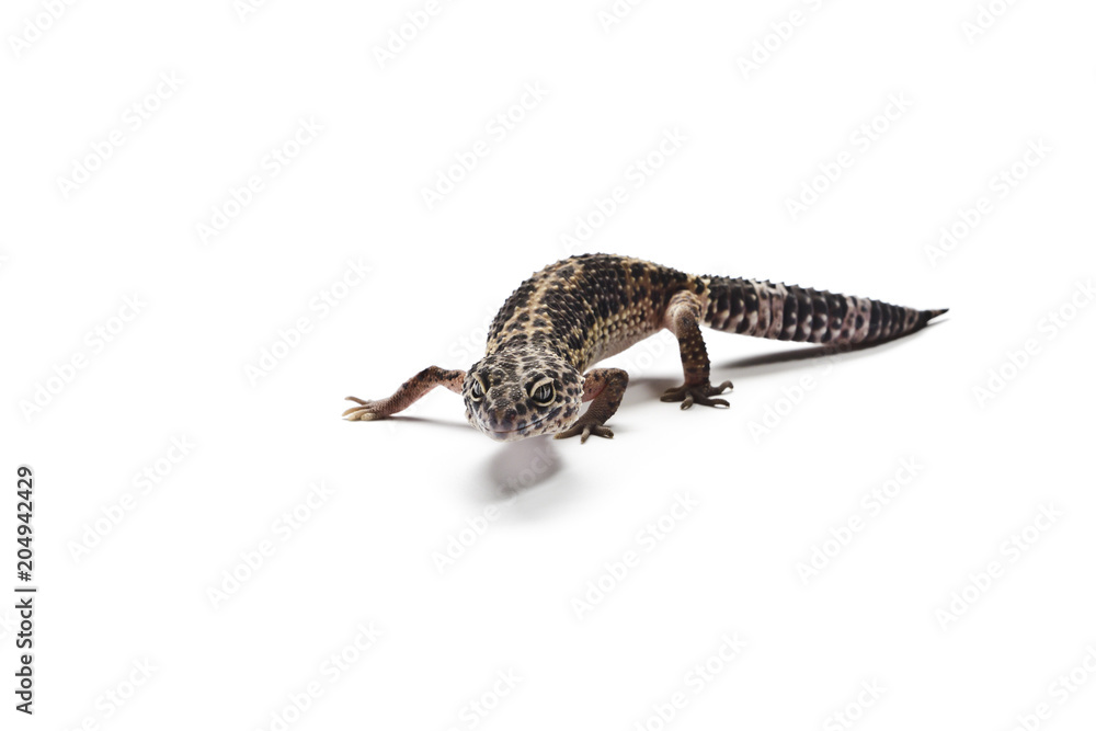 Naklejka premium Lizard. Leopard gecko