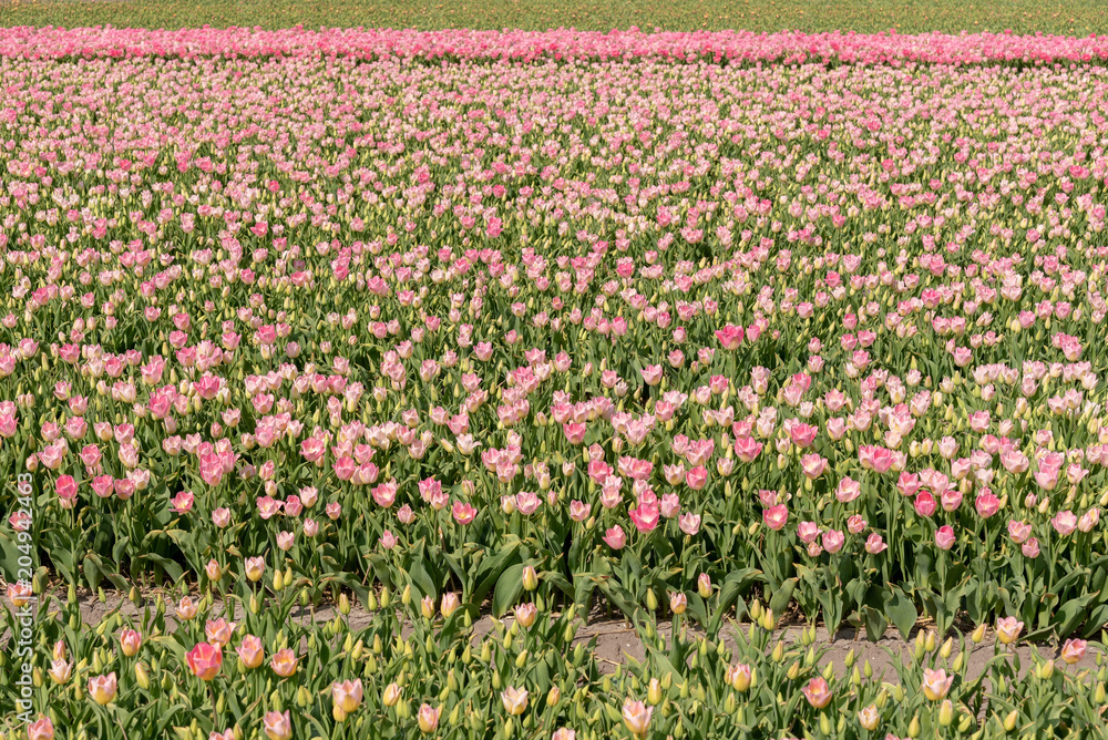 cultivation of pink tulips, flower bulb region of Bollenstreek, Netherlands