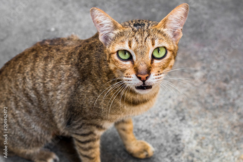 Portrait of brown eyed tabby cat isolated on background © Suthiporn