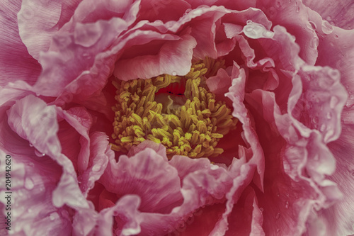 Chinese peony macro background photo