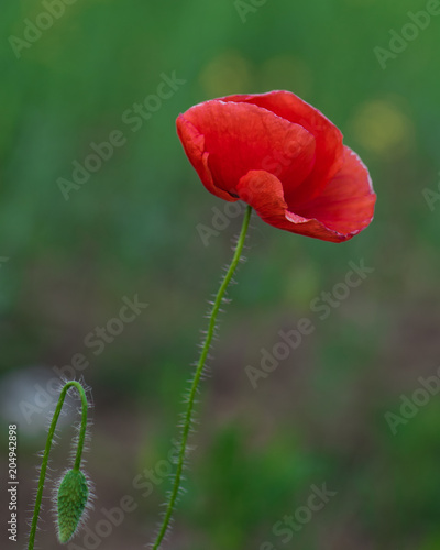 delicate red flower green grass summer lateral view