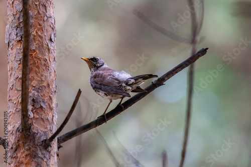 Fieldfare on a branch of a pine photo
