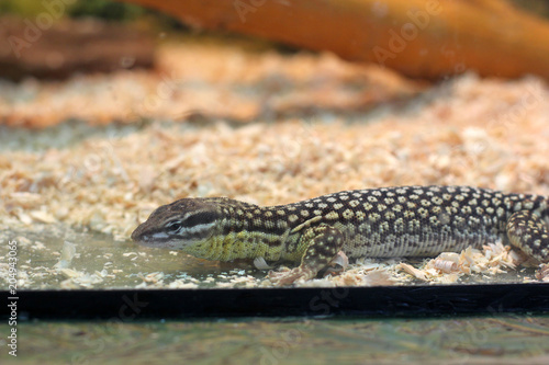 Alligator lizard. Elgaria multicarinata