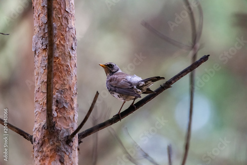 Fieldfare on a branch of a pine photo