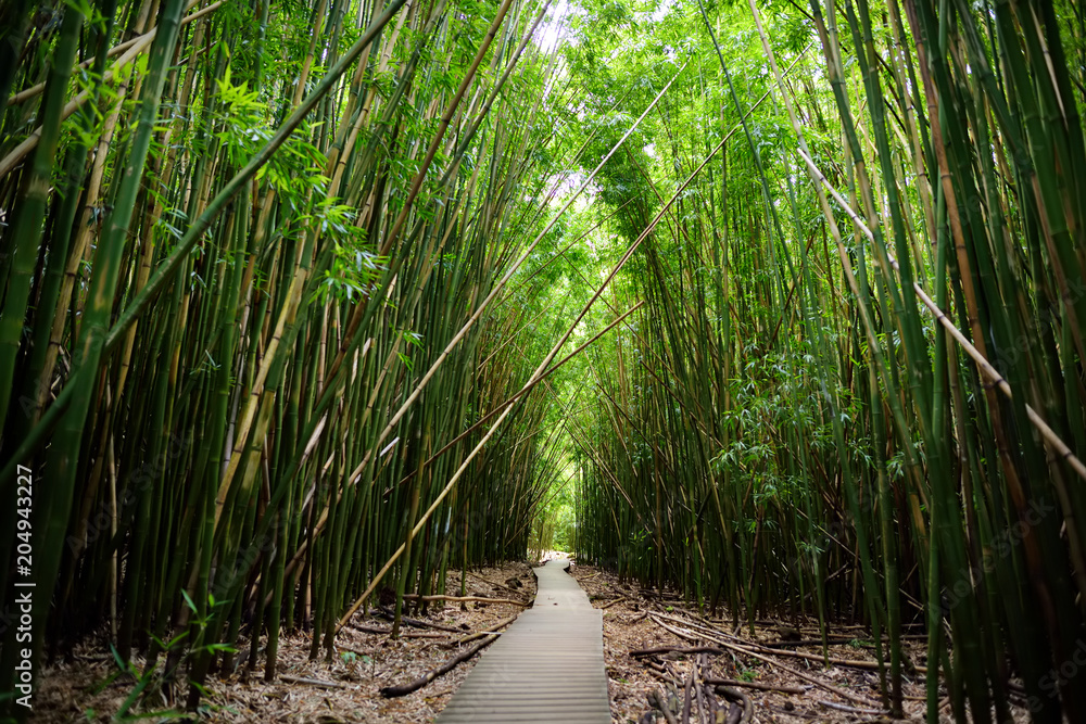 Path through dense bamboo forest, leading to famous Waimoku Falls. Popular Pipiwai trail in Haleakala National Park on Maui, Hawaii Path through dense bamboo forest, leading to famous Waimoku Falls. Popular Pipiwai trail in Haleakala National Park on Maui, Hawaii