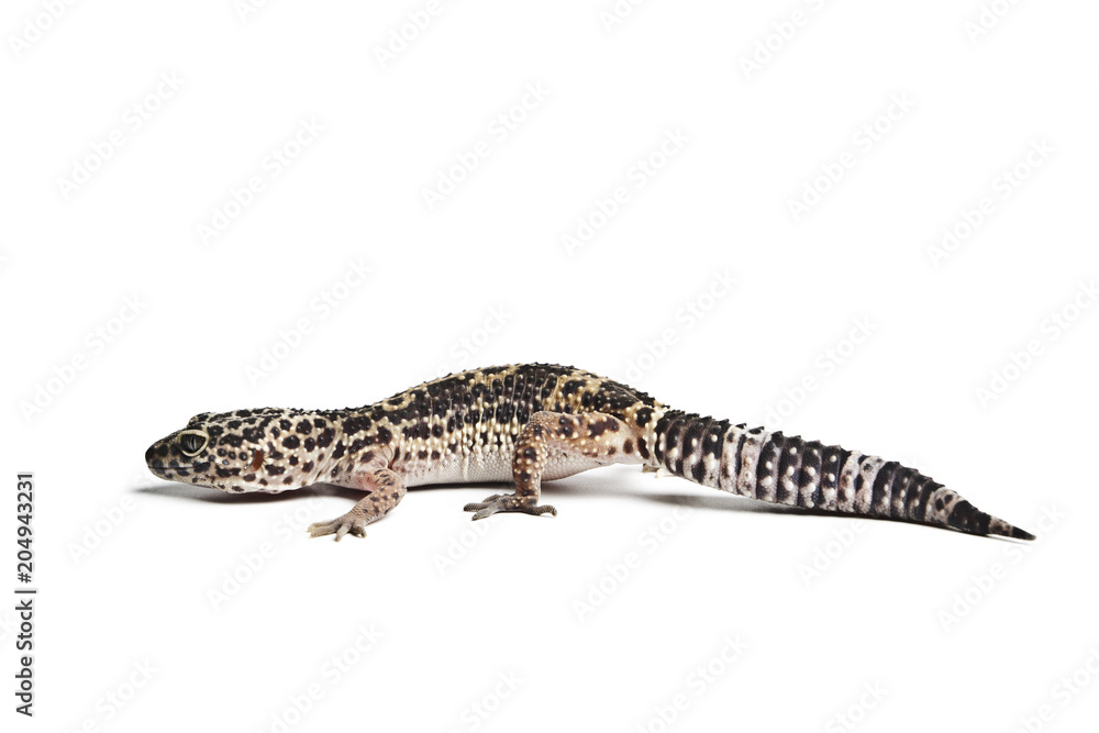 Lizard. Leopard gecko Lizard. Leopard gecko