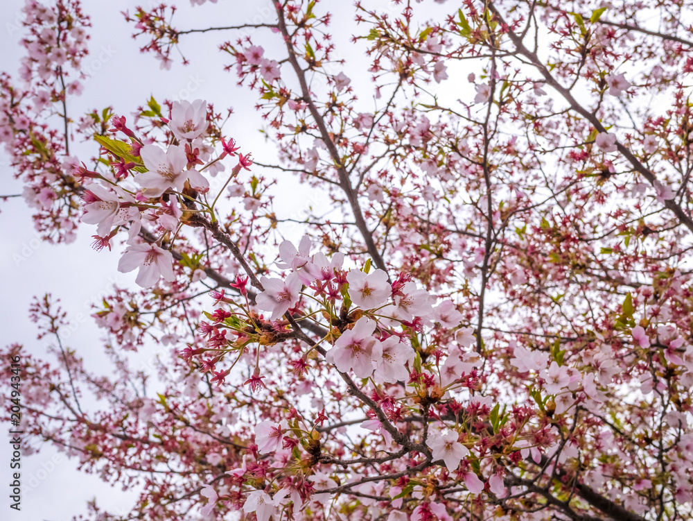Beautiful cherry blossom sakura in spring time blur background. Beautiful cherry blossom sakura in spring time blur background.