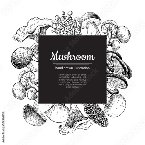 Mushroom hand drawn vector frame. Isolated Sketch organic food d