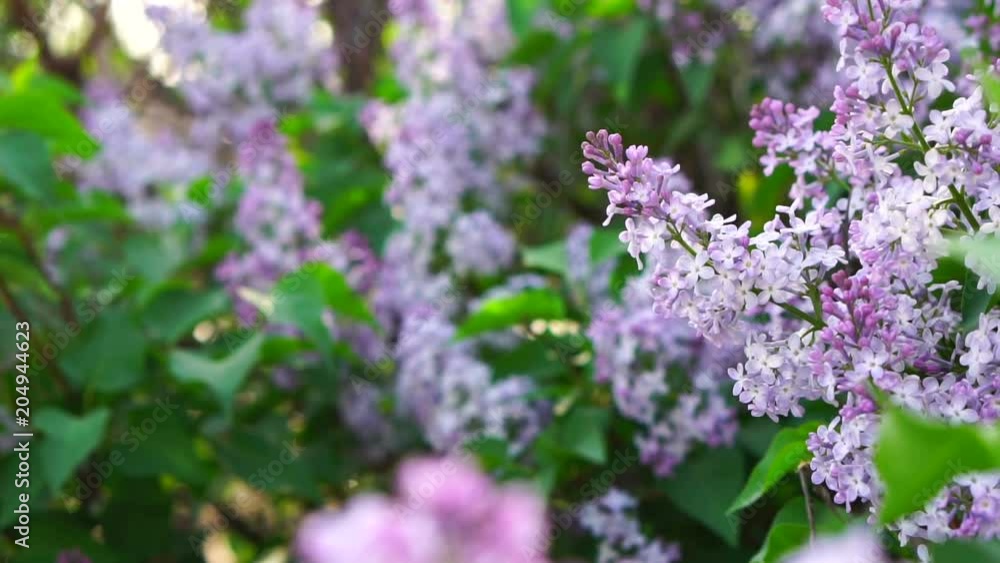 bush of a blossoming lilac swinging in the wind. Slow motion bush of a blossoming lilac swinging in the wind. Slow motion