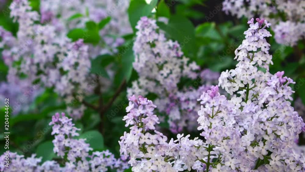 bush of a blossoming lilac swinging in the wind. Slow motion