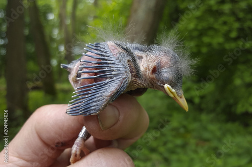 Just banded young Nuthatch (Sitta europaea)