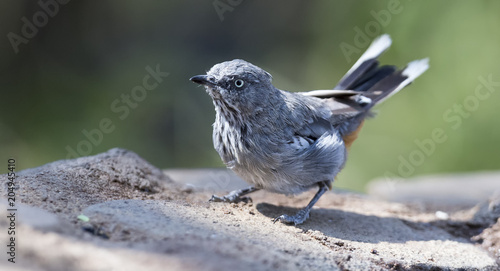 Chestnut Vented Tit-Babbler drinks water from a waterhole in Kalahari desert