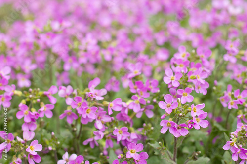 A meadow with hundreds of tiny purple pink flowers  beautiful flower bed in the garden  front yard or backyard  park  close-up blooming plants outdoors on a spring or summer day