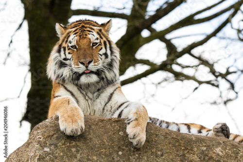 Close up of  tiger