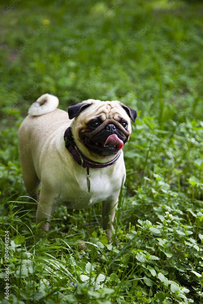 Obraz premium Pug for a walk on a summer day.