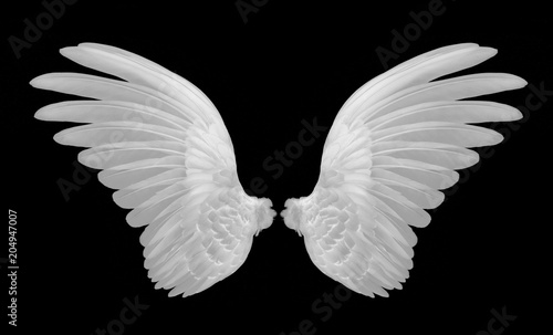 white wings on black background