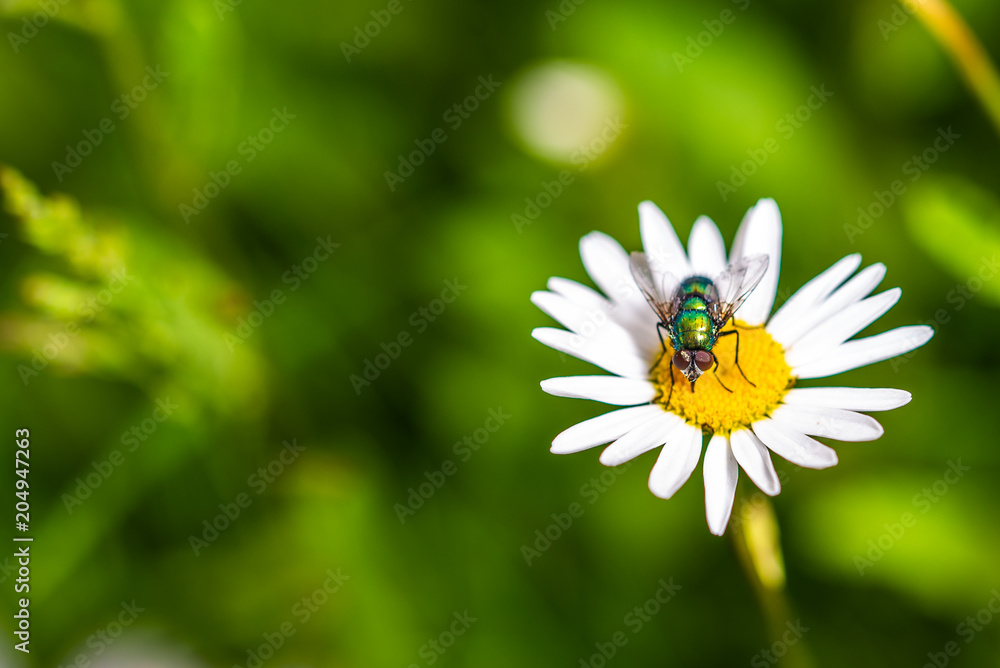 Fototapeta premium Bottle fly on daisy, macro