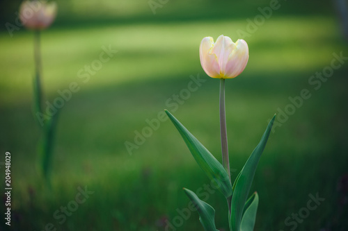 pink tulips in a green background photo