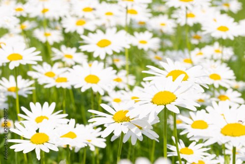 Field of Daisies on a meadow