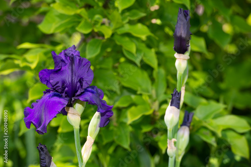 Macro Closeup of blue Bearded iris, Iris Barbata photo