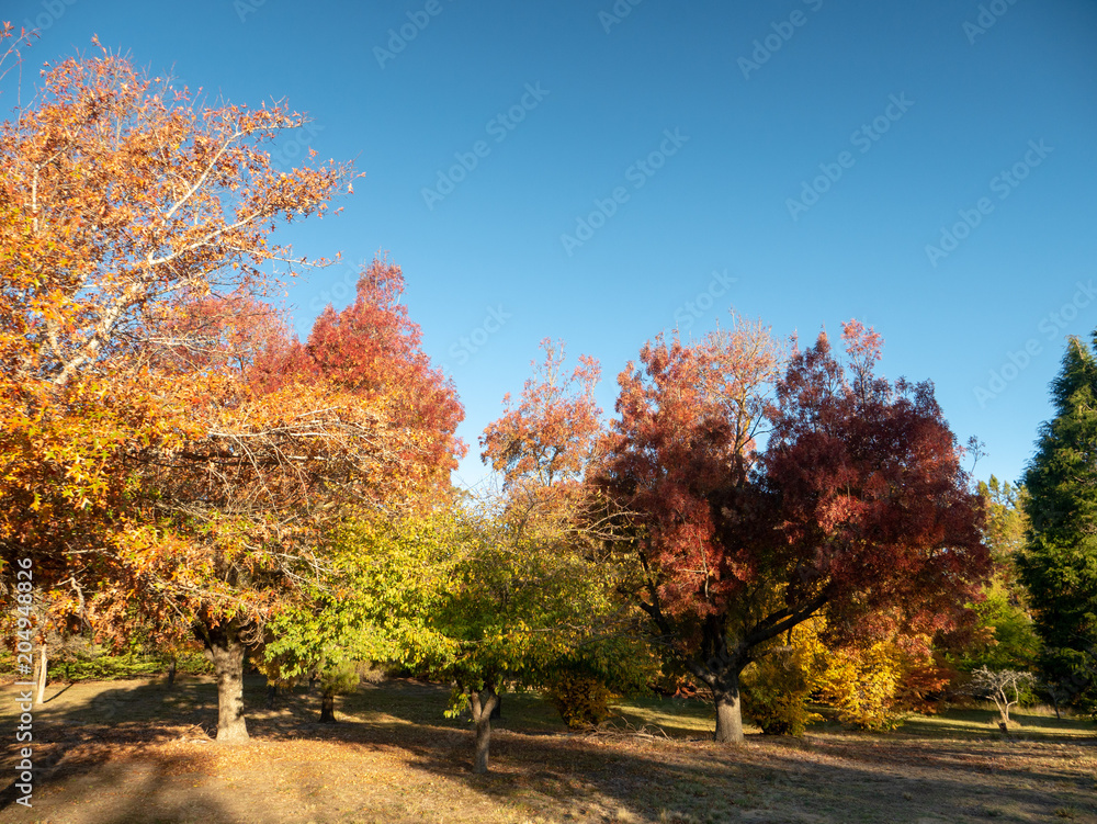 Naklejka premium Autumn Maple Beautiful Landscape